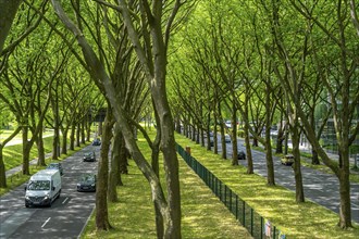 The B1, Rheinlanddamm StraÃŸe in Dortmund, an avenue of plane trees, two-way traffic in both