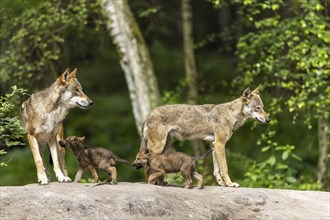 A wolf pack consists of adults and small pups moving around in a wooded area, European grey gray