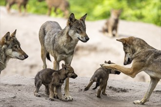 A pack of wolves together with wolf pups interacting in the forest, European grey gray wolf (Canis