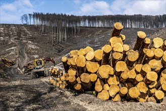 Cleared forest area north of the village of Öventrop, district of Arnsberg, dead spruce stands were