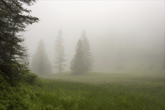 Hühnermoos on a cloudy day with fog, a high moor at Söllereck near Oberstdorf, AllgÃ¤u Alps,