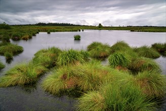 The High Fens, Brackvenn, raised bog in Wallonia, Belgium, on the border with Germany, Europe