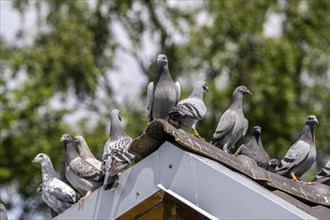 Carrier pigeons, on a pigeon loft, pigeon fancier, Mülheim, North Rhine-Westphalia, Germany, Europe