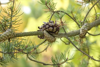 Banks' Pine (Pinus banksiana), Tharandt Forest Park, Tharandt, Saxony, Germany, Europe