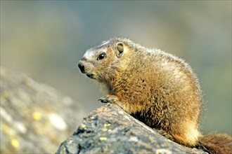 Alpine marmot (Marmota marmota), Hohe Tauern, Hohe Tauern, Federal Republic of Germany