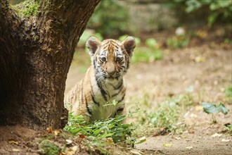 Close-up of a Siberian tiger (Panthera tigris altaica) cub in a forest, captive