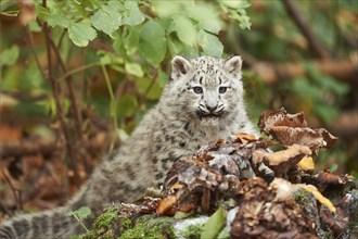 Snow leopard (Panthera uncia) or (Uncia uncia) cute cub in a forest, captive