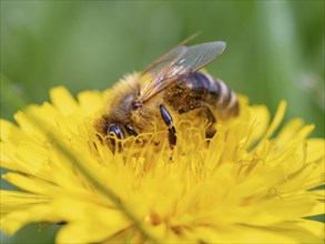 European hornet (Vespa crabro), insect, insects, macro, plant, garden, Neuhofen,