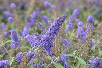 Summer lilac (Buddleja davidii 'Ellen's Blue'), BS SÃ¤mann, Bautzen, Saxony, Germany, Europe