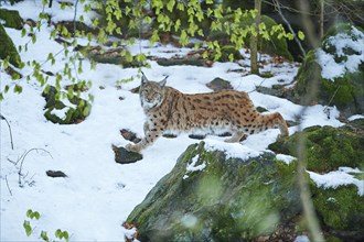 Close-up of a Eurasian lynx (lynx lynx) in spring on a snowy morning in the bavarian forest