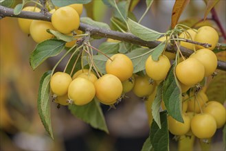 Ornamental apple (Malus 'Sachsengold'), Anchers Havecenter, Pillnitz, Saxony, Germany, Europe