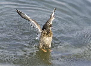 Duck with Outstretched Wings on the Water in a Sunny Day in Locarno, Ticino, Switzerland, Europe