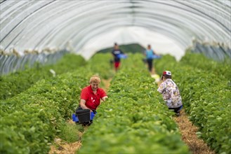 Harvesting strawberries, harvest helper, strawberry cultivation in the open field, under a foil