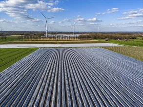 Asparagus fields, asparagus stems under foil, for faster growth, in the background foil greenhouses