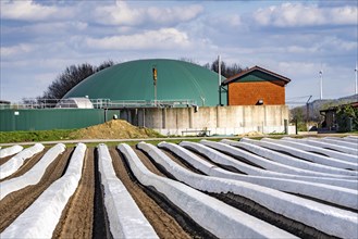 Asparagus fields, asparagus stems under foil, for faster growth, biogas plant on a farm, near