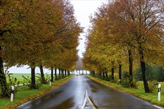 Country road, autumn, fog, rainy weather, tree avenue, wet road, leaves