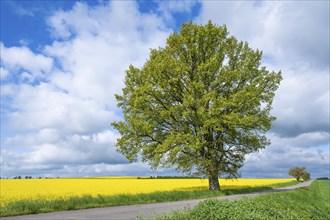 English oak (Quercus robur), solitary, in spring, standing on a field path, yellow rape field