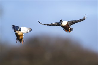 Northern Shoveler, Spatula clypeata, pair of birds in flight over marshes