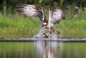 Western osprey (Pandion haliaetus) hunting, Aviemore, Scotland, Great Britain