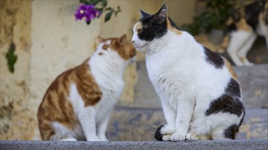 Black and white cat sitting while orange and white cat sniffing in the background, purple flower