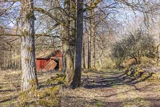 Red wooden shed in a deciduous forest in spring