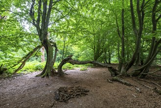 The Sababurg primeval forest, or primeval forest in the Reinhardswald, is a 95-hectare biotope