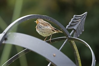 European robin (Erithacus rubecula) sitting on garden decoration, Burgstemmen, Lower Saxony,