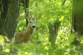 A european roe deer (Capreolus capreolus) looks out from between trees in a green forest, Hesse,