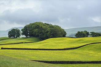 Farms in Yorkshire Dales National Park, North Yorkshire, England, United Kingdom, Europe