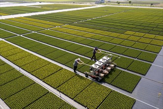 Horticultural business, broom heather plants, in flower pots, outdoors, Calluna vulgaris, are cut