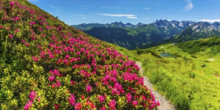 Alpine rose blossom, panorama from the Fellhorn over the Schlappoldsee and mountain station of the