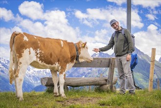 A man in outdoor clothing smiles and strokes a cow next to a bench against a mountain backdrop