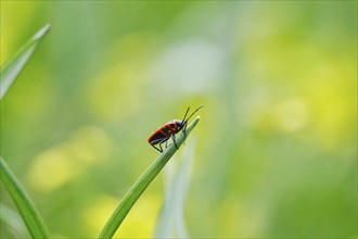 Fire bug, March, Germany, Europe