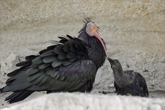 Northern Bald Ibis (Geronticus eremita) with chicks in the nest, Austria, Europe