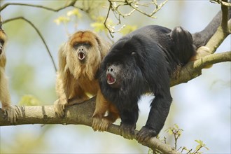 Black howler (Alouatta caraya), male and female calling, captive, occurring in South America