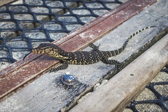 Small monitor lizard in the marine park