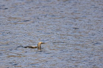 Black-throated loon (Gavia arctica), adult bird swimming out of lake, Varanger, Finnmark, Norway,