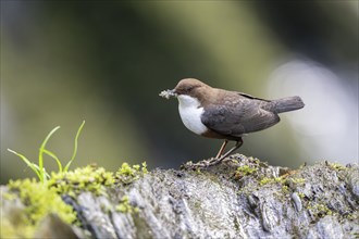 White-throated Dipper (Cinclus cinclus), at a torrent with prey in its beak, Rhineland-Palatinate,