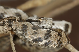 Asia Minor mountain viper or Turkish mountain viper (Montivipera xanthina, Vipera xanthina),