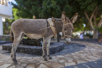 Donkey at the scoop wheel fountain, Pajara, Fuerteventura, Canary Island, Spain, Europe