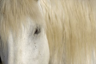 Camargue horse, head and mane, Camargue, Provence, South of France