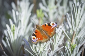 Butterfly Faunauge on your lavender bush, Rippien, Saxony, Germany, Europe