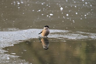 Eurasian bullfinch (Pyrrhula pyrrhula) reflected in the lake, winter, Saxony, Germany, Europe