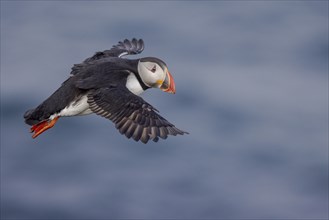 Puffin (Fratercula arctica), in flight, Grimsey Island, Iceland, Europe