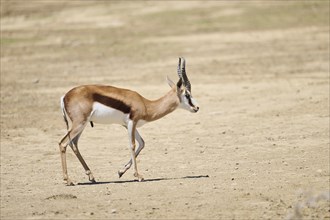 Springbok (Antidorcas marsupialis), walking through the dessert, captive, distribution Africa