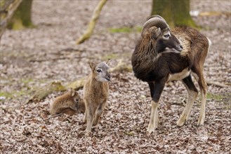 Mouflon (Ovis-gmelini), buck with young, Germany, Europe