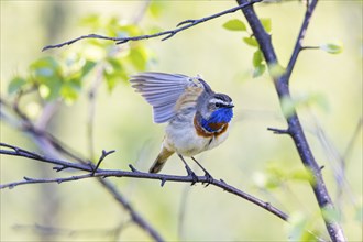 Red-throated Bluethroat or Tundra Bluethroat (Luscinia svecica), adult bird flapping its wings,