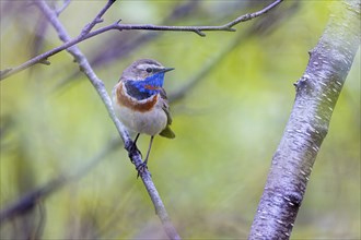 Red-throated Bluethroat or Tundra Bluethroat (Luscinia svecica), adult male sitting on a branch,