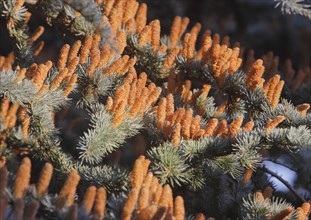 Cedar (Cedrus), North Rhine-Westphalia, Germany, Europe