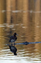 Tufted Duck (Aythya fuligula), female, resting, in a subsidence area, Bottrop, Ruhr area, North